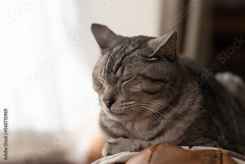 寝ている猫　サバトラ猫 © rai