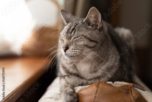 寝ている猫　サバトラ猫 © rai