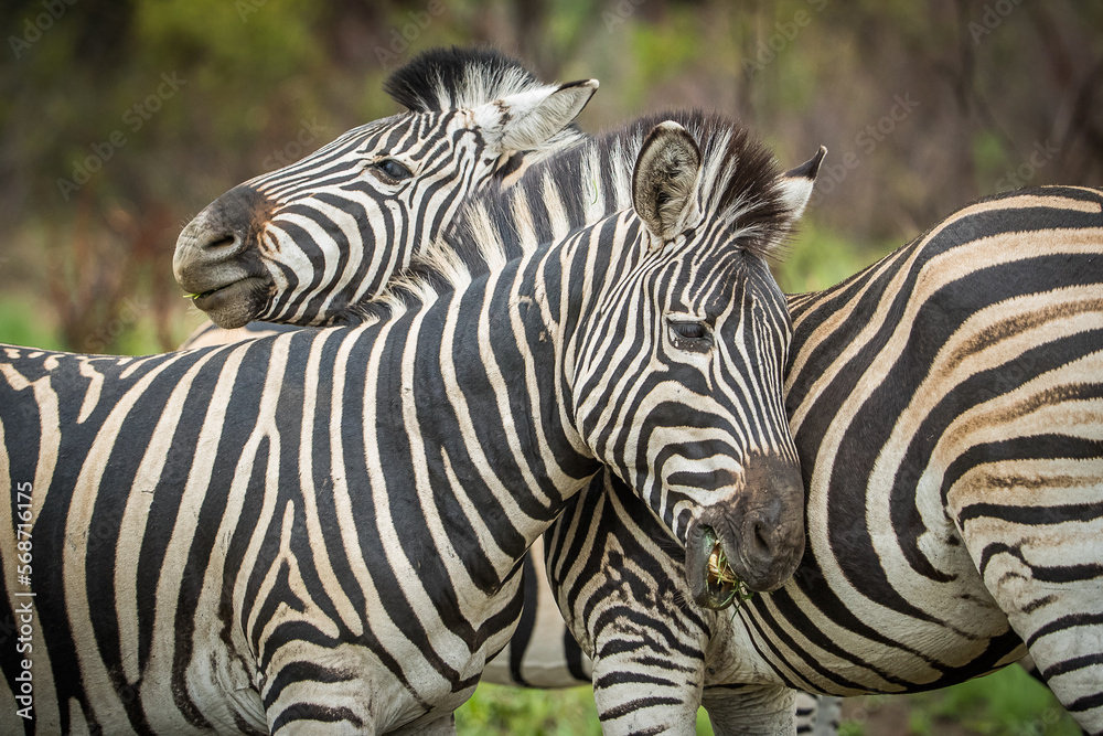 Naklejka premium Two zebras standing together