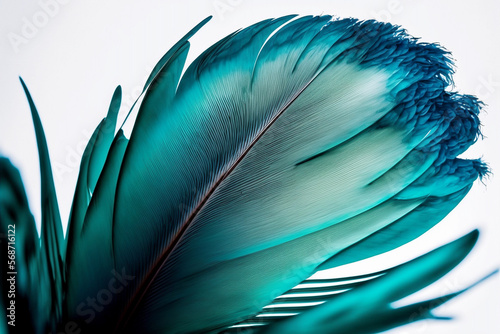 teal blue feather of an angel isolated background