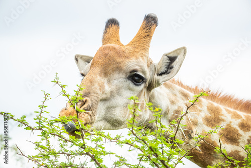 portrait of a giraffe