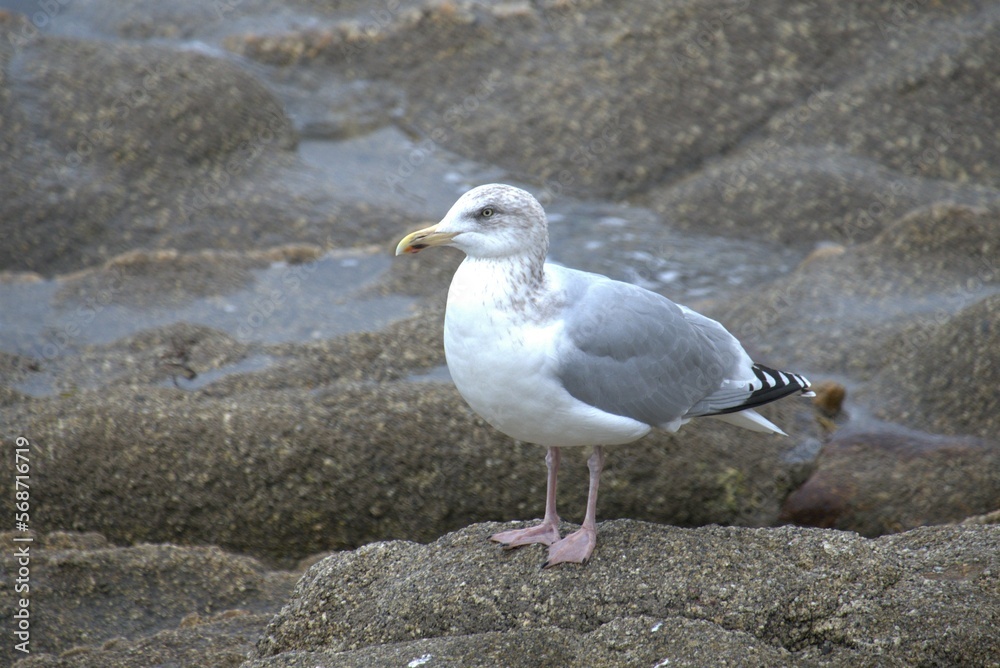 Oiseau aquatique .