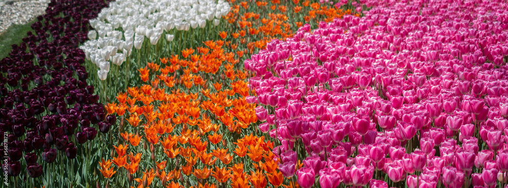 Colorful tulip flowers as a background in the garden