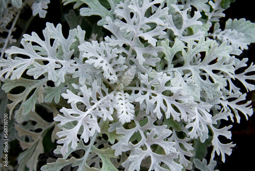 Top view of dusty miller plant. photo