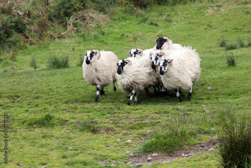 quelques moutons irlandais