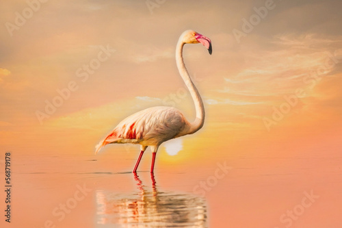 flamingo in the water