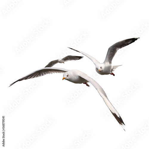 Fotografie, Tablou Flying birds seagulls on transparent background PNG