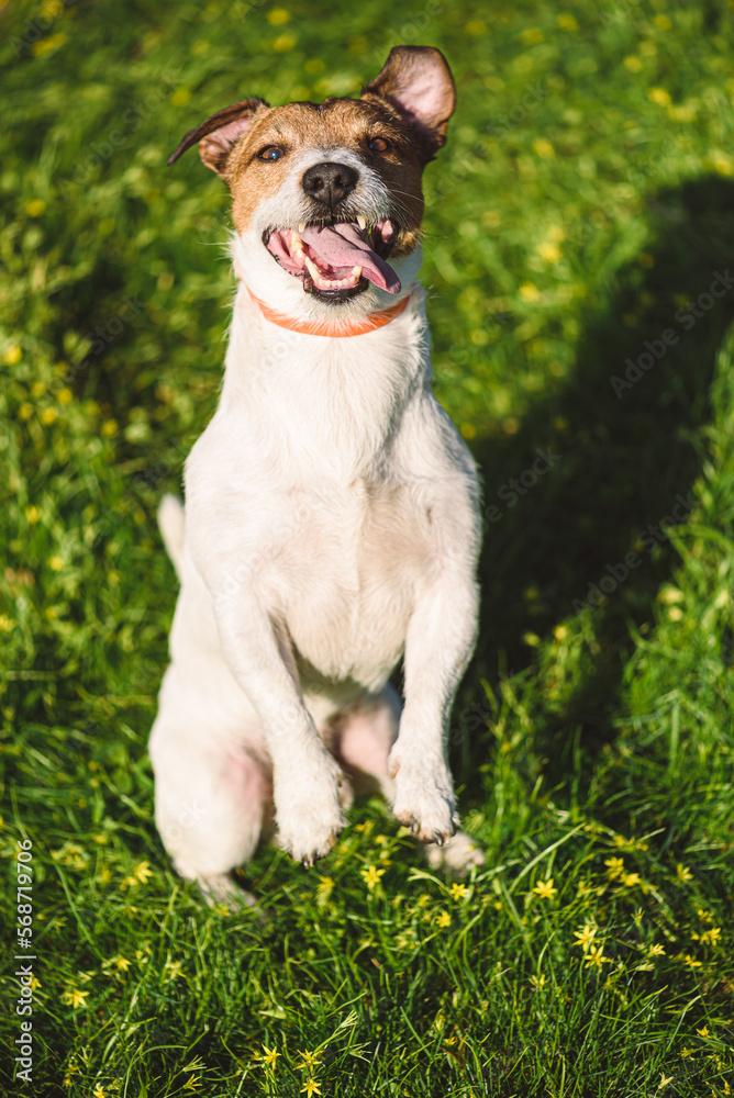 Dog wearing flea and tick prevention doggy collar sitting in groundhog begging pose