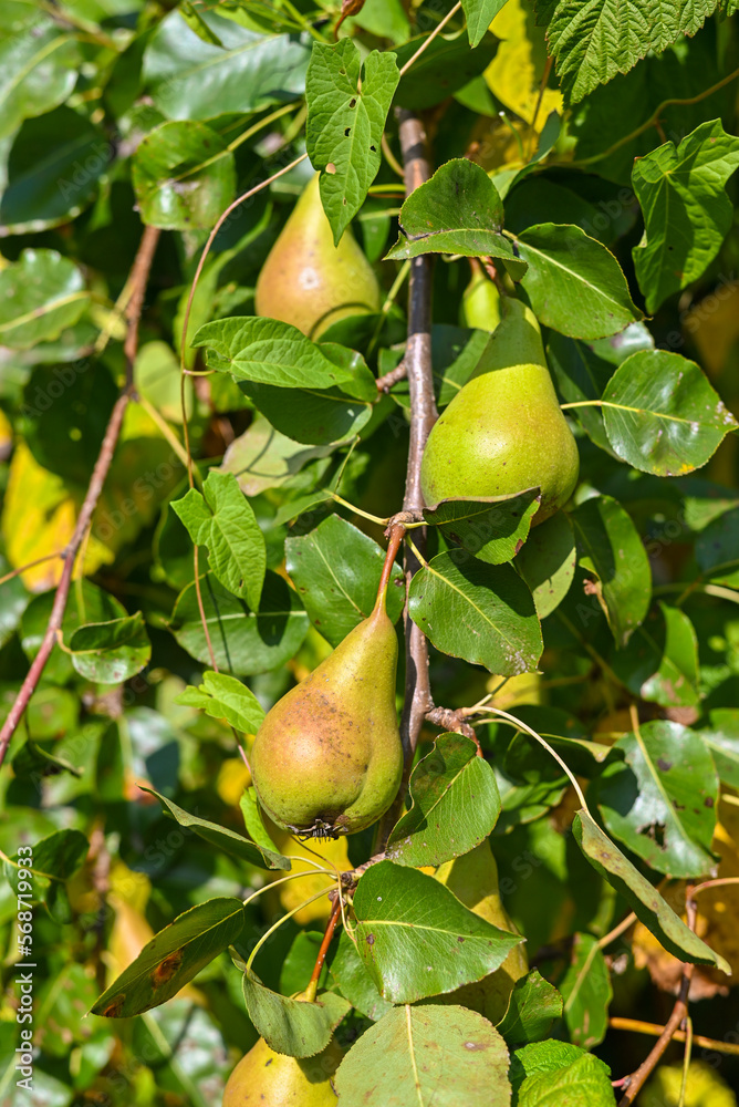 Juicy pears hanging on tree branch in the orchard.. Juicy pears hanging on tree branch in the orchard..