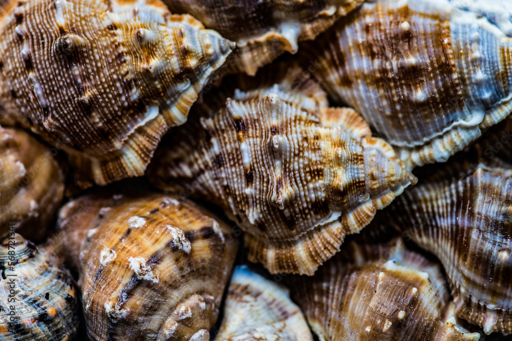 Seashell as a natural background Seashell as a natural background