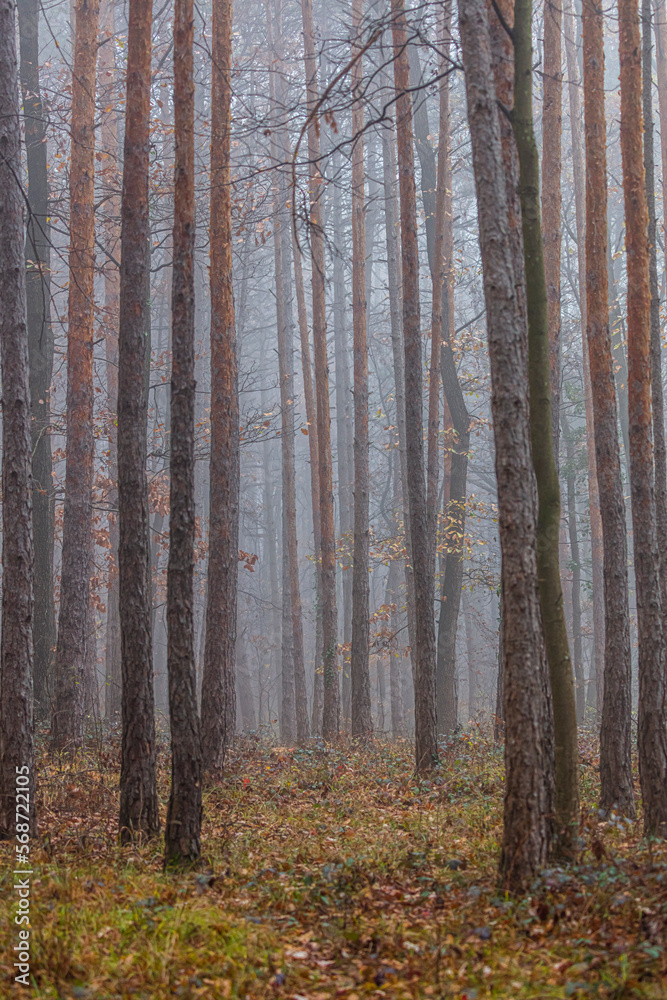 Fototapeta premium misty autumn forest 