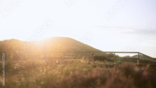 Woman walks her dog in a national park while sunset and golden hour photo