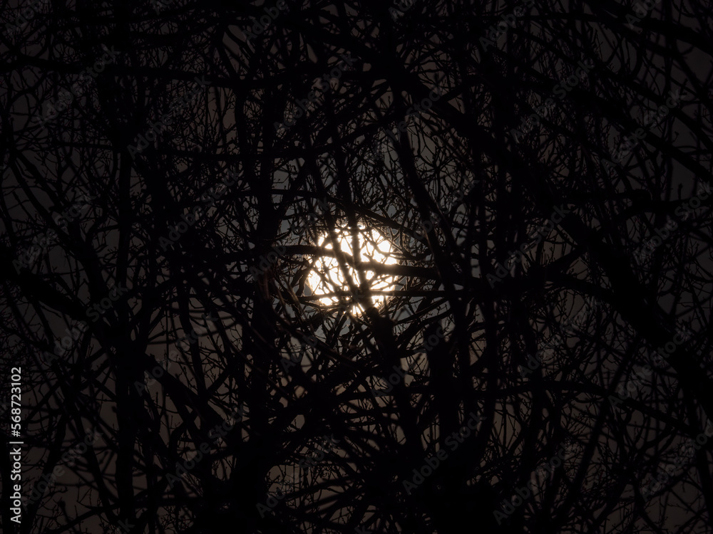 Full Moon and Silhouetted Trees Full Moon and Silhouetted Trees
