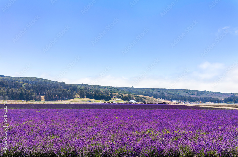 Fototapeta premium Bright purple flower fields in the sun