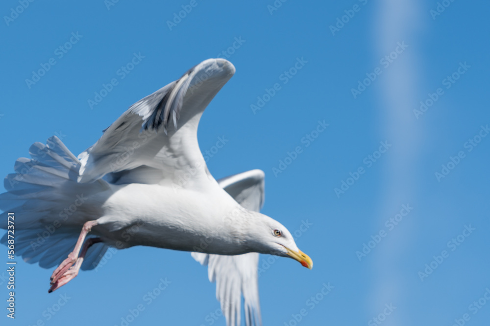 Fototapeta premium 海の上を飛翔するカモメ