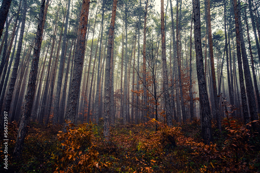 Fototapeta premium misty autumn forest in the morning 