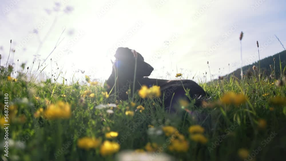 Dog relaxing on a field full of yellow flowers while the sun is shining