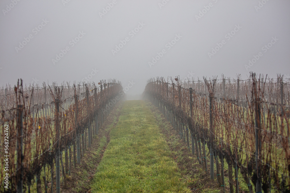 winter vineyards in the mist