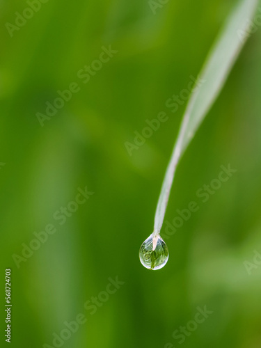 Dew world