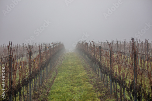 winter vineyards in the mist