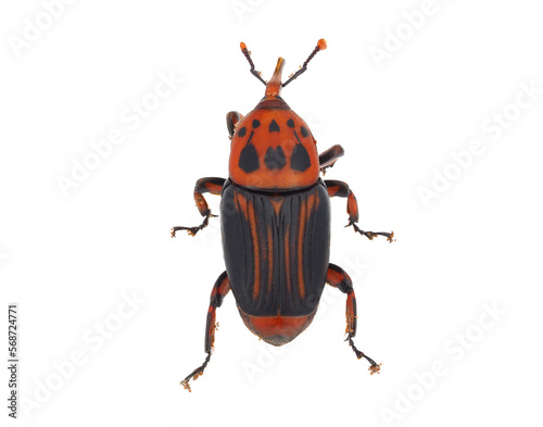 The palm weevil beetle isolated on white background, Rhynchophorus ferrugineus photo