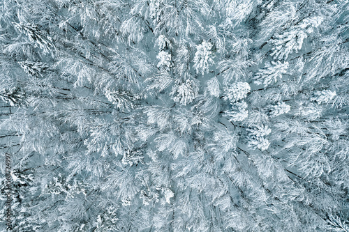 Aerial view of snow covered trees