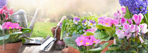 beautiful pink  spring flowers and garden equipment on a table in a garden photo