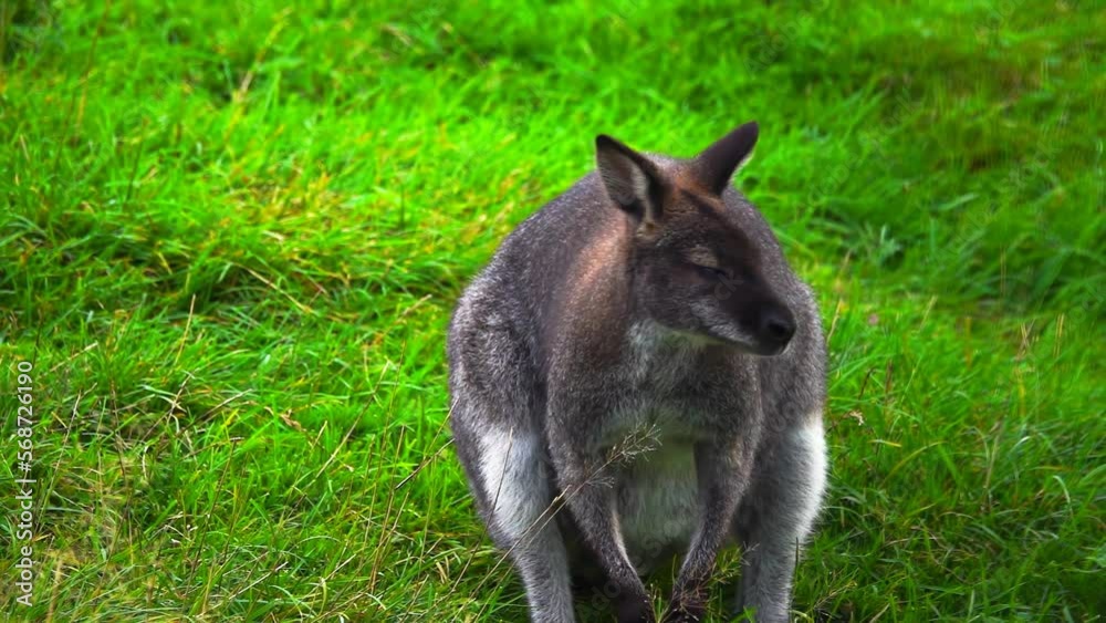 wallaby (macropodidae) on green grass. slow motion wallaby (macropodidae) on green grass. slow motion