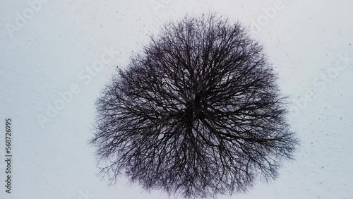 Drone footage rising from close-up of a tree from above to an overview in wintry hilly landscape in Switzerland. photo