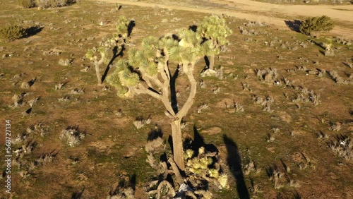 Aerial orbit pan arounda  Joshue Tree during golden morning light in Hesperia Desert, California. photo