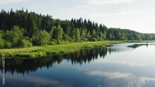 forest with lake