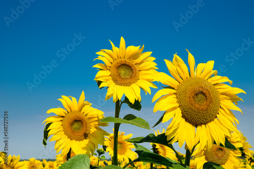 Sunflower field with cloudy blue sky