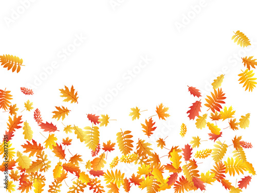 Oak, maple, wild ash rowan leaves vector, autumn foliage on white background.