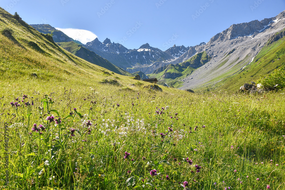 flower meadow with thistles and bladder campion, swiss alps canton grisons