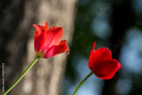 Tulips in the garden. Tulips in the spring.