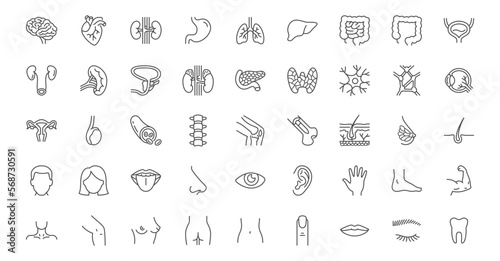 Internal organs line icons set. Brain heart, kidneys, stomach lungs, liver, intestines, adrenal gland, neuron, spleen, knee joint vector illustration. Outline signs about anatomy. Editable Stroke