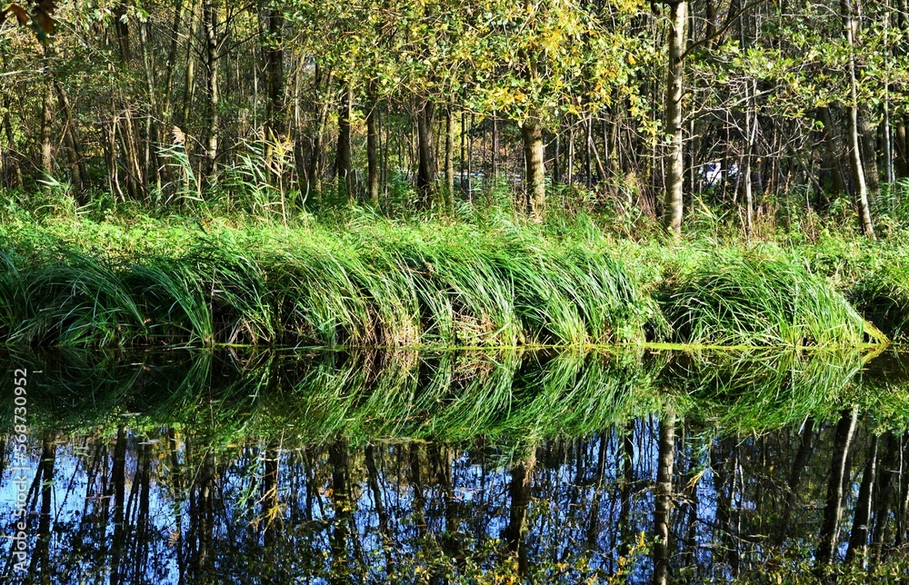 Obraz premium Gräser am Wasser