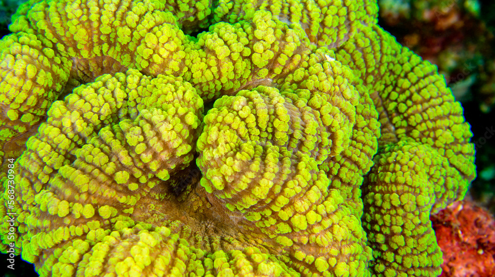Soft Coral, Lembeh, North Sulawesi, Indonesia, Asia