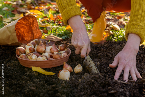 Fotografia Woman planting tulip bulbs in a flower bed during a beautiful sunny autumn afternoon