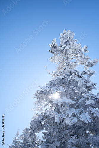 標高２１５６ｍの西穂高口駅のあたりにて。