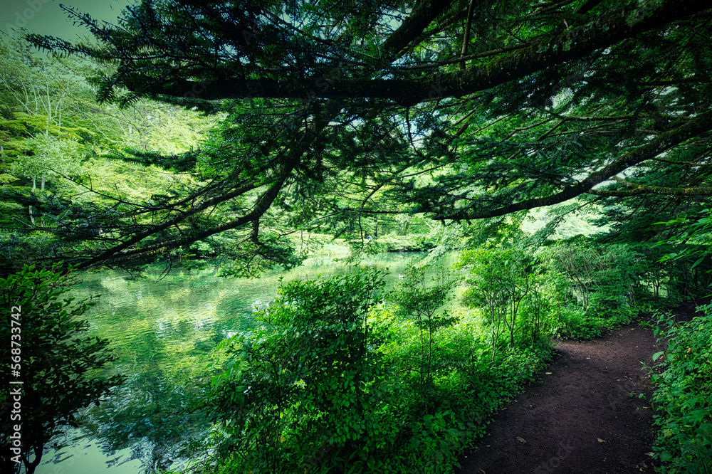 Fototapeta premium 軽井沢の雲場池を一周できる遊歩道の夏の風景