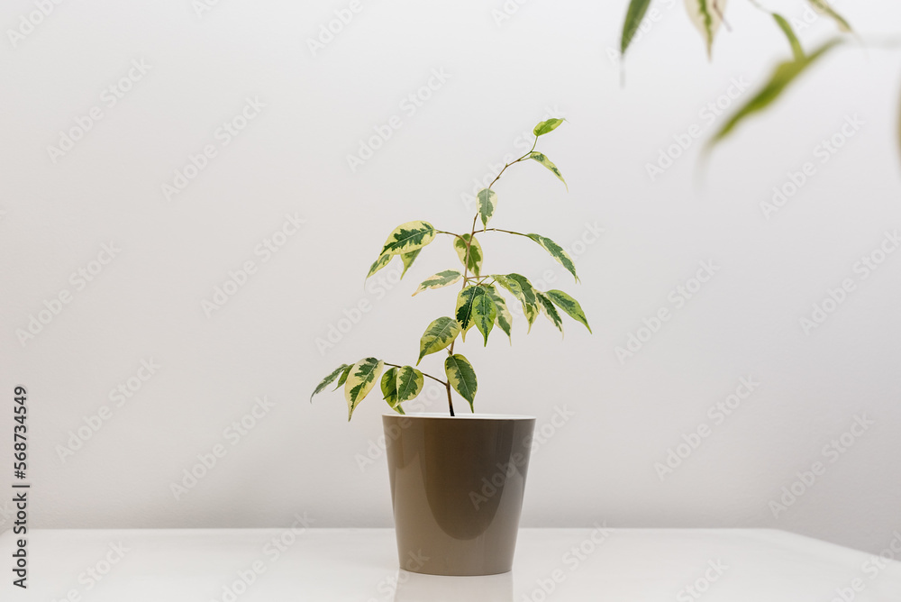 Ficus Benjamina in brown pot stands on white table. Concept of houseplants to decorate house or room. Straight view. Card with Copy Space for text. Soft Selective focus