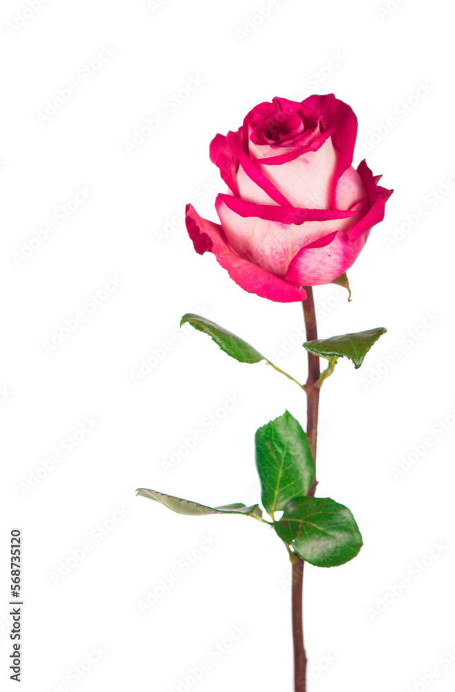 Rose flower with clipping path, side view. Beautiful single pink rose flower on stem with leaves isolated on white background. Natur object for design to Valentines Day, mothers day, anniversary Rose flower with clipping path, side view. Beautiful single pink rose flower on stem with leaves isolated on white background. Natur object for design to Valentines Day, mothers day, anniversary