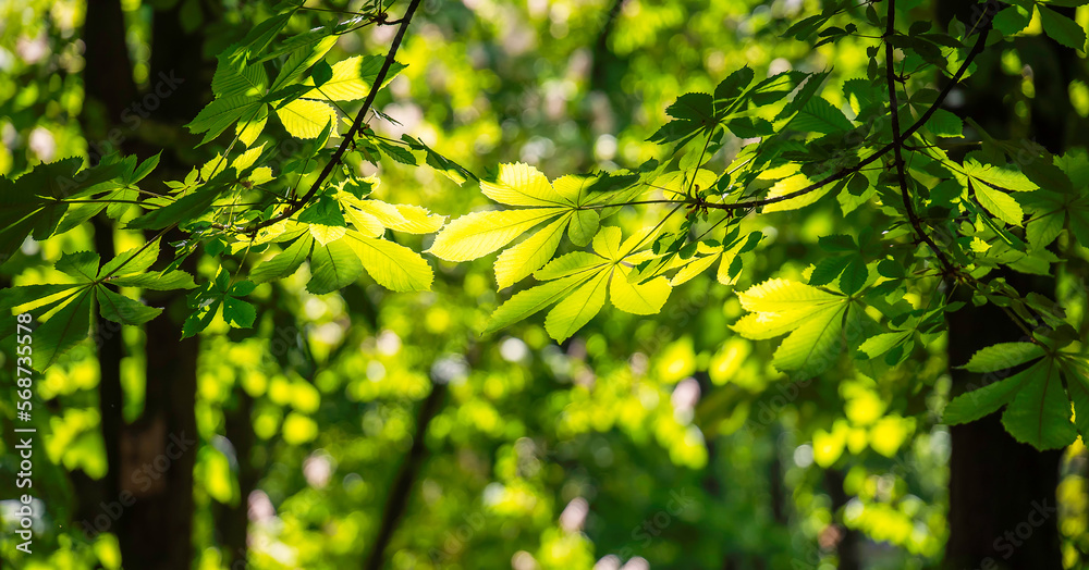 Fototapeta premium Chestnut leaves in sun rays.