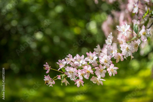 Flowers cherry. The earth wakes up after winter. Romantic pink and white flowers on a green grass background