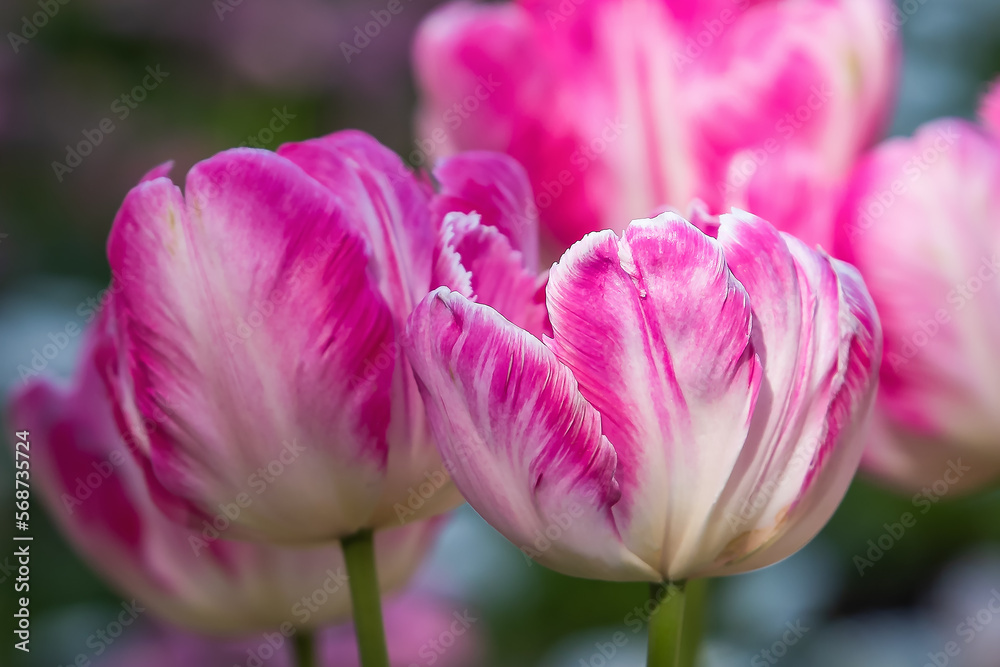 Pink tulips in pastel coral shades on a blurred background, close-up. Fresh spring flowers in the garden with soft sunlight. Pink tulips in pastel coral shades on a blurred background, close-up. Fresh spring flowers in the garden with soft sunlight.