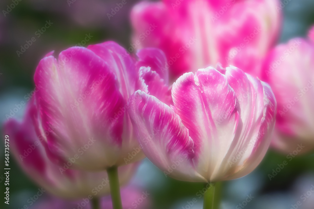 Pink tulips in pastel coral shades on a blurred background, close-up. Fresh spring flowers in the garden with soft sunlight.