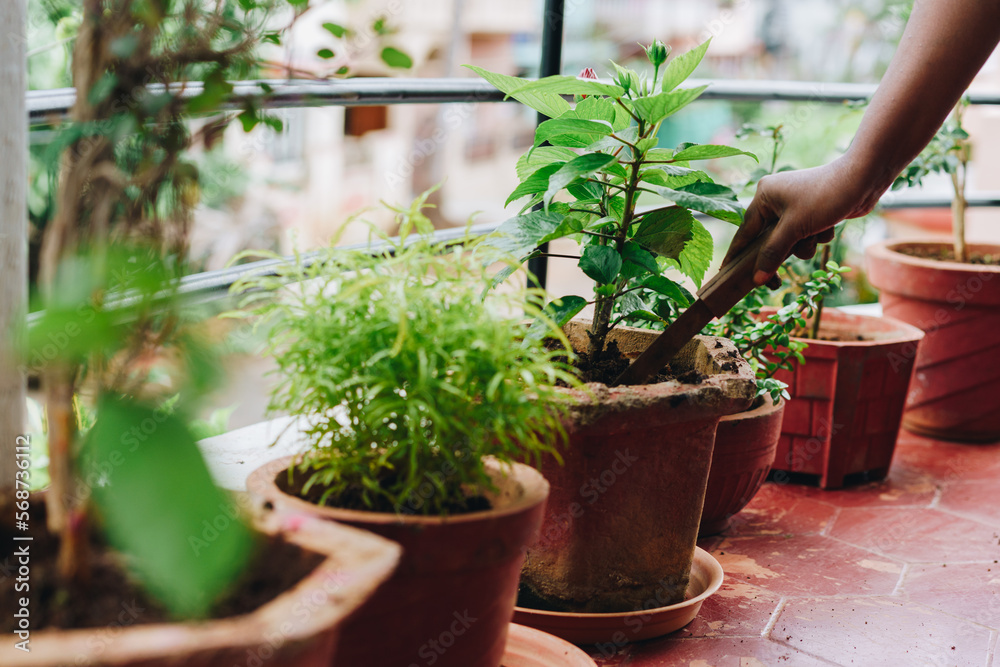 Fototapeta premium Growing and taking care of house plants in a row in balcony. Urban jungle concept