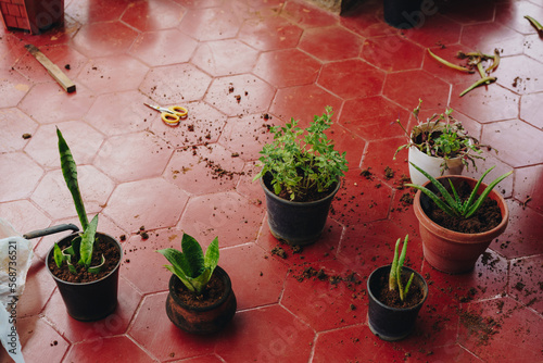 Green potted plants haphazardly kept on red floor, with copy space. Repotting, adding compost in soil, gardening on a balcony, messy environmental photo of house plants