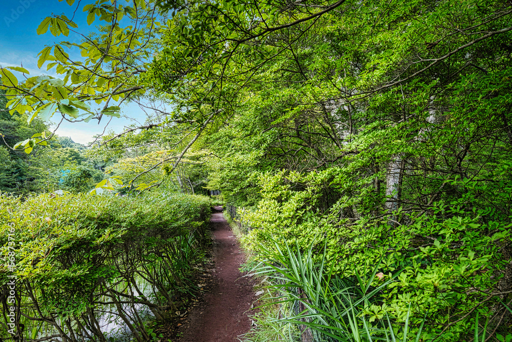 Obraz premium 軽井沢の雲場池を一周できる遊歩道の夏の風景